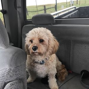 Meet your Posher, Missy